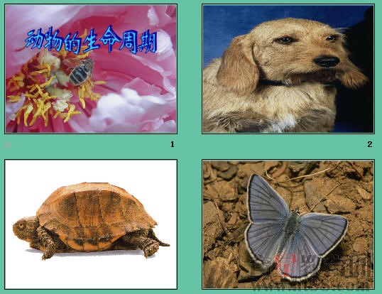 查看预览图