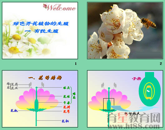 鿴Ԥͼ