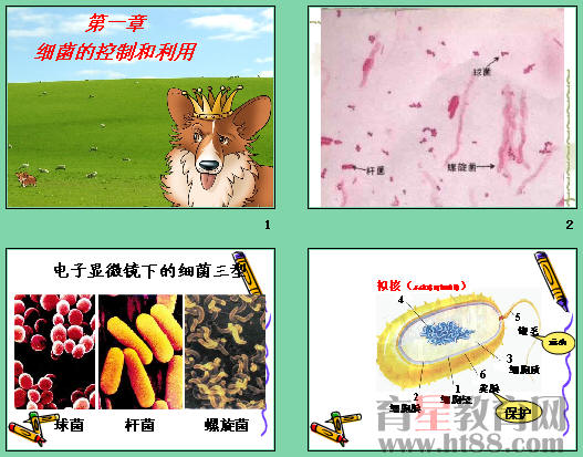 鿴Ԥͼ