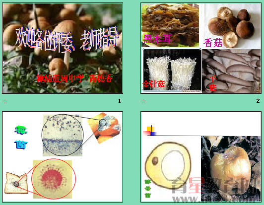 鿴Ԥͼ