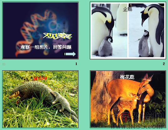 鿴Ԥͼ